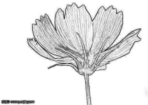 花素描图片,素描中的自然之美
