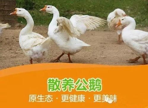 吃瓜鹅每日爆料阿青,揭秘吃瓜鹅每日爆料背后的真相